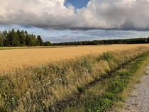 Grown field in Finland 