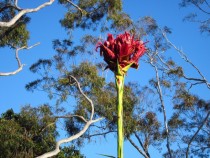 Gymea Lily Doryanthes excelsa in front of eucalypts Victoria Australia 