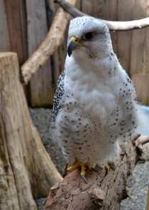 Gyrfalcon Falco rusticolus 