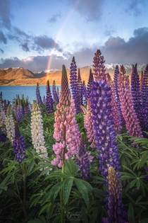 Had a bit of luck wandering through the lupine fields in New Zealand when this rainbow appeared over Lake Pukakis blue waters  bloveimages