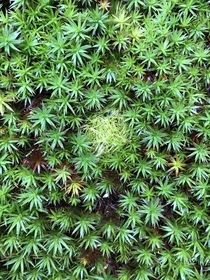 Hair cap moss with a little unknown friend in the center