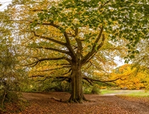 Hampstead Heath Tree - 