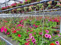 Hanging Baskets where I work - this is my happy place away from the office