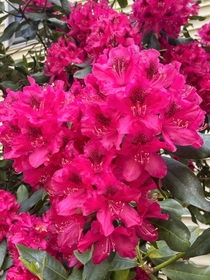 Happy and healthy rhododendrons