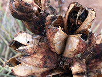Happy Fun Pods contain an evil core which if exposed due to rupture should not be touched inhaled or looked at Yucca
