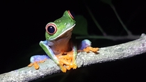 Happy little Tree Frog in Costa Rica