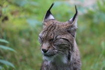 Happy Lynx Lynx genus 