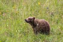 Happy World Bear Day from a grizzly cub out sniffin the flowers 