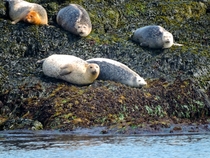 Harbor Seals Egg Rock Maine 