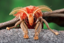 Harriest bug ever - The Atlas Moth