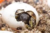 Hatching Hermanns tortoise 