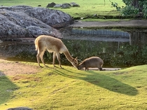 Have a kiss with a capybara 