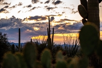 Havent seen a desert photo on here in a while so here yall go Caught sunset between two storms Its finally nice enough for all of you to come visit us again - Saguaro National Park Arizona -  OC IG UofAlec