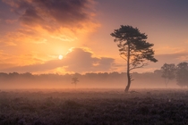 Hazy sunrise in The Netherlands x