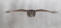Head On Great Gray Owl by Axel Hildebrandt 