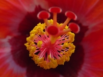 Heart of the Hibiscus 