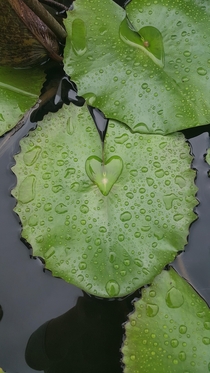 Heart on lily pad Nymphaea sp 