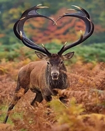 Hearted deer