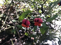 Hearts-bustin-with-love Euonymus americanus Its our native strawberry Taken at the Dismal Swamp in October 