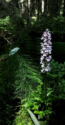 Heath Spotted Orchid Dactylorhiza maculata and a Meadow Horsetail Equisetum pratense July South Finland