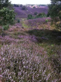 Heather in bloom at Postbank Veluwe The Netherlands 
