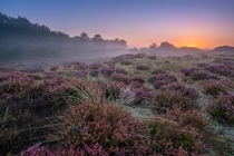 Heather in bloom during sunrise - the Netherlands 