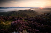 Heather in bloom in the Lake District UK It was a morning that just kept on giving 