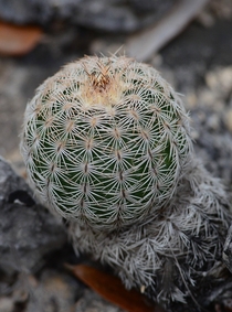 Hedgehog Cactus Echinocereus reichenbachii 