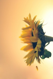 Helianthus annuus Sunflower 