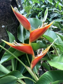 Heliconia stricta 