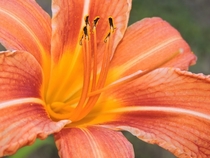 Hemerocallis daylily 
