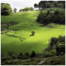 Herdwick Sheep rest under a lone oak tree Lake District Cumbria UK 