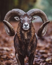 Here is a majestic photo of a European mouflon sheep Mouflon sheep originate from the Mediterranean islands of Cyprus and Corsica and are believed to be ancestral to all of todays domestic sheep breeds
