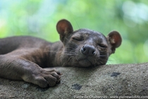 Here is Madagascars biggest carnivore well known thanks to the animation movie the fossa Cryptoprocta ferox in a burst of activity  Unfortunately the species is threatened by widespread deforestation and illegal hunting and mining activities