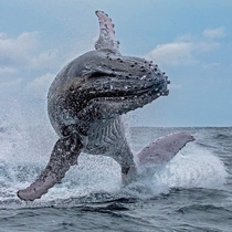 Heres a humpback whale