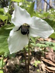 Heres how my wife and I spent Earth Day looking at bee butts poking out of Trillium grandiflorum large white trillium