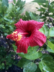Hibiscus in the rain