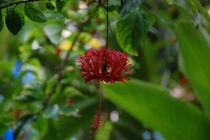 Hibiscus Schizopetalus in Montego Bay Jamaica 
