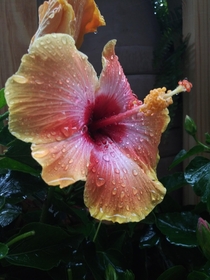Hibiscus with water droplets  Resolution x