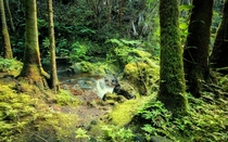 Hidden forest on the Big Island of Hawaii 