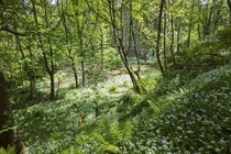 Hidden wooded wildflower meadow Isle of Eigg Scotland  OC