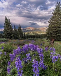 High Country Wildflowers Shrine Ridge Colorado 