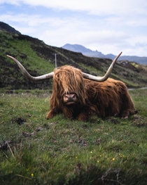 Highland Cow on Skye