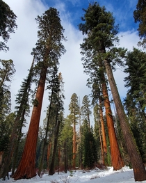Hiking by these gigantic trees puts things in perspective Sequoia National Park CA USA 