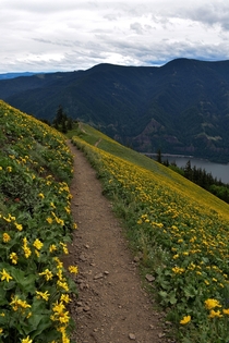 Hiking Dog Mountain Trail on the border of Washington and Oregon OCx
