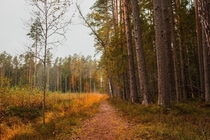 Hiking in autumn forest in Estonia 