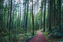 Hiking through the forest - Hamilton Mountain Washington 