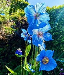 Himalayan Blue Poppy Meconopsis grandis