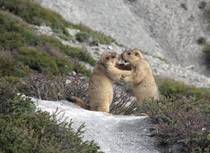 Himalayan Marmots AKA the Gold-Digging Ants of Herodotus 