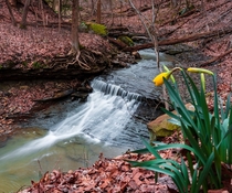 Hint of Spring in Cuyahoga Valley National Park OH 
